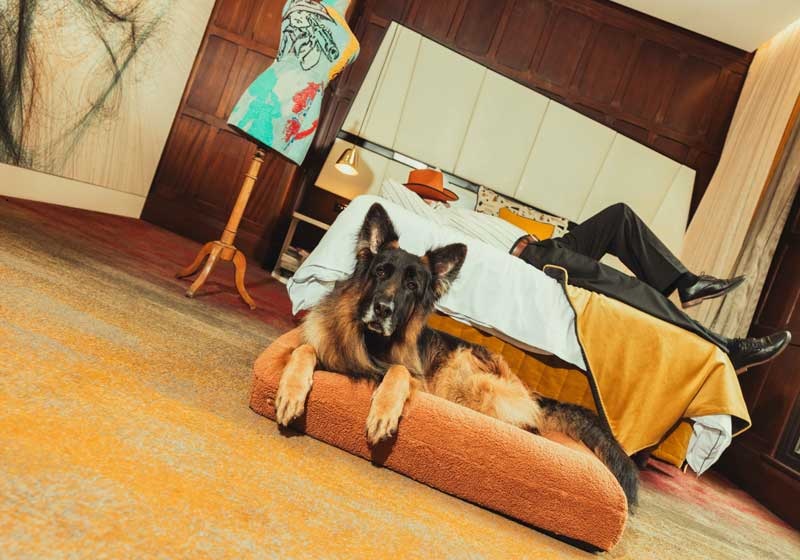 Pup Yeah! package - a luxurious three-night, dog-friendly stay at all QT Hotels