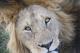 /Media/images/Product_Images/destinations/kenya/lion.jpg />
                </div>
            }
            else
            {
                <div data-p=