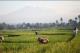 /Media/images/Product_Images/destinations/segway/rice fields.jpg />
                </div>
            }
            else
            {
                <div data-p=